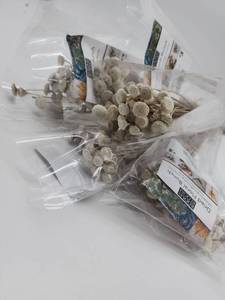 lot 69135 image: Natural Dried Floral Bunch - Retail $8