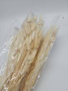 lot 69137 image: Natural Dried Bunny Tail Grass Bundle - Retail $12