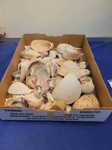 lot 4959 image: Natural Sea Shell Collection Box