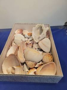 lot 4960 image: Natural Seashell Collection Box