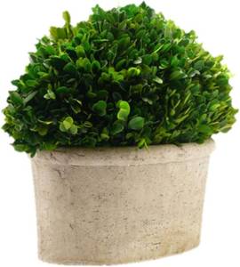 lot 121256 image: Serene Spaces Living Preserved Boxwood Oval Topiary in a Pot, Boxwood in Planters, Preserved Plant for Boxwood Table Decor, Centerpiece, Measures 12.5 Tall, 7.5 Wide & 14 Long
