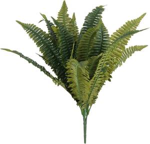 lot 121271 image: Ashland Boston Fern Bush Fern Collection