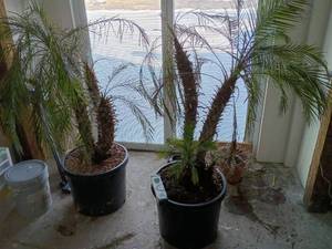 lot 153 image: Mediterranean Fan Palm - Chamaerops humilis 5foot tall mini palm trees living trees (heavy bring help to load) this is 2 large plants