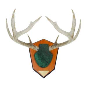 lot 43969 image: Allen Company Hunting Trophy Antler Mounting Kit, Green Skull Cover - Retail $20