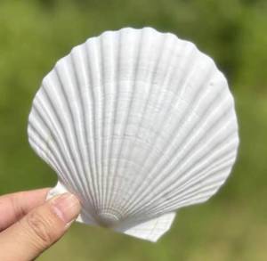 lot 44014 image: 10 PCS Large Scallop Shells 4-5 inch Natural White Scallop Shells from Sea Beach for DIY Craft Decor - Retail $14