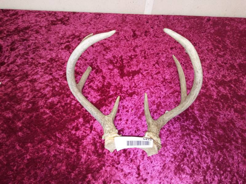 lot 5434 image: Deer Antlers