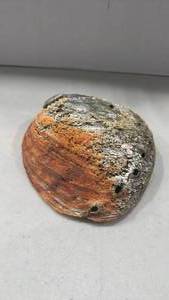 lot 1189 image: Natural Abalone Shell with Iridescent Interior