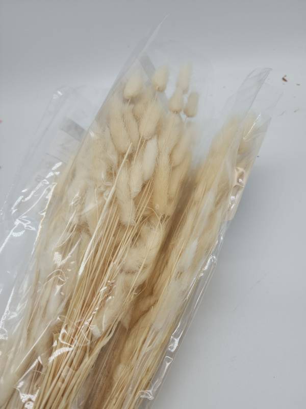 lot 69138 image: Natural Dried Bunny Tail Grass Bundle - Retail $12