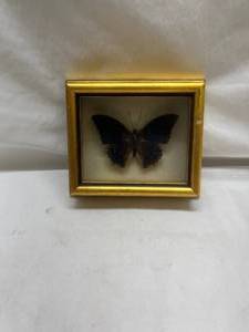 lot 81 image: Framed Blue Butterfly Specimen Display