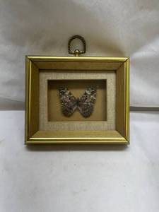 lot 82 image: Framed Preserved Butterfly Specimen