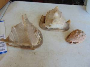 lot 2345 image: 3 Large conch Shells