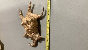lot 2269 image: 8 inch chirage spider conch shell