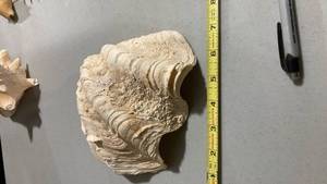 lot 2270 image: Natural Queen Conch Shell