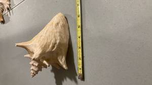 lot 2271 image: Large Queen Conch Shell
