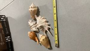 lot 2272 image: Natural Sea Shell Collection