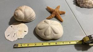 lot 2273 image: Natural Seashell Collection Set