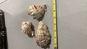 lot 2274 image: Natural Murex Seashell Collection