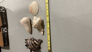 lot 2275 image: Natural Seashell Collection Set of 4