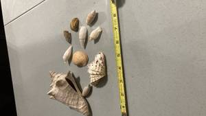 lot 2276 image: Mixed Seashell Collection with Large Conch