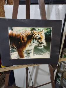 lot 3970 image: Bengal Tiger Professional Wildlife Photograph