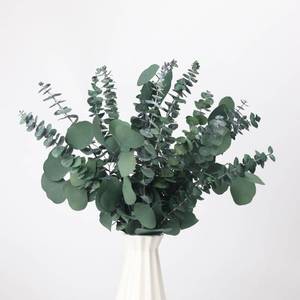 lot 3292 image: 25 Pcs Preserved Dried Eucalyptus Stems & Silver Dollar Leaves Bundle, Natural Real Fresh Eucalyptus, 17 Preserved Eucalyptu Branches for Shower Hanging, Bathroom Decor, Garland, Greenery Plant