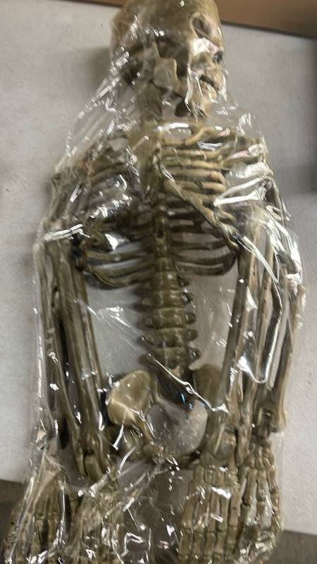lot 5388 image: 42in Halloween Skeleton Decoration
