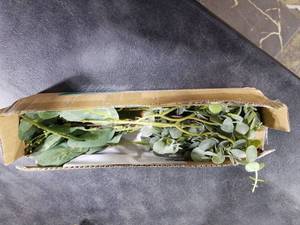 lot 1712 image: Artificial Silver Dollar Eucalyptus Stems