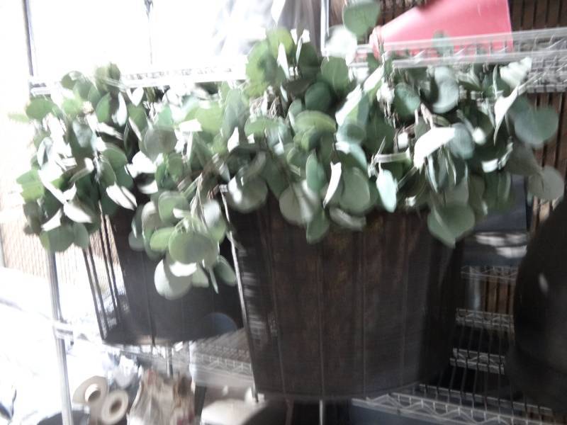 lot 6016 image: Lot of 2 Plants