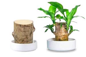lot 5359 image: Brazilian Wood Plant,Mini Brazil Lucky Wood,Swelling Stage,Nearing Germination Lucky Tree,Budding Takes just 7-15 Days,Brazilian Tree Perfect for Home,Office Desktop Decoration (Without Panda Statue)