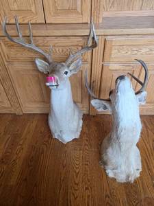 lot 20429 image: Mounted Whitetail Deer Heads - Set of 2
