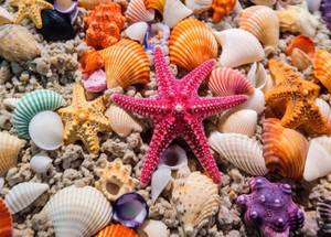 lot 48843 image: HUADADA Jigsaw Puzzles for Adults 1000 Pieces, Beach Shells Interlock Perfectly Letter on Back No Dust, Home Decor Birthday Party Toy for Men Women Elders Seniors (27.5x19.6), 11 Poster - Retail $17