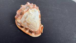 lot 233 image: Vintage Italian hand carved conch, cameo shell with Victorian Lady