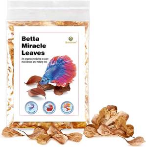 lot 34979 image: 50 pcs Catappa Indian Almond Leaves for Betta Fish Tank Aquarium, 2�� Water Conditioner Leaves, Leaf Also Suitable for Shrimp, Goldfish, Guppy and Frogs - Retail $6