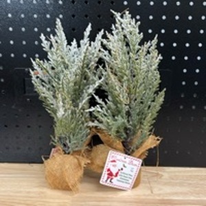lot 1063 image: 2- Small Christmas Trees. 12 inches Tall - Retail $0