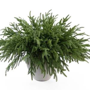 lot 199 image: MISSPIN 12 Pcs 19.5 Inches Christmas Norfolk Pine Branches, Norfolk Pine Artificial Christmas Branches DIY Crafts Faux Pine Branches for Xmas Indoor Outdoor Home Decor