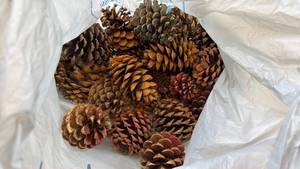 lot 122 image: Natural Pine Cones Bundle