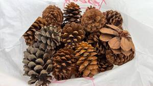 lot 123 image: Natural Pine Cones - Bulk Bag