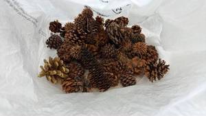 lot 124 image: Natural Pine Cone Collection with Gold Accent