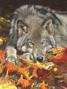 lot 11152 image: Ceaco - Wolfs Contemplation - 500 Piece Jigsaw Puzzle