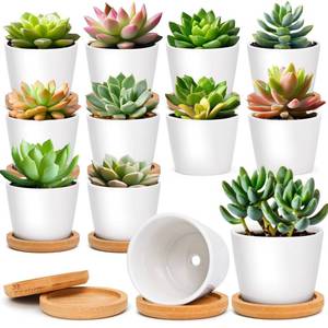 lot 5402 image: T4U 2.5 Inch Mini White Succulent Planter Pots with Bamboo Tray Round Set of 12, Tiny Ceramic Succulent Air Plant Flower Pots Cactus Faux Plants Containers, Gifts for Plant Lover, Home Office Decor