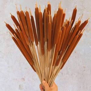 lot 8319 image: Dried Natural Brown Cattails Flowers - 20PCS Real Broadleaf Pencil Cattail Stems Bundles, 17 Bulrush Plants Dry Flower for DIY Floral Arrangements, Wedding Home Office Gardens Decor