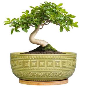 lot 13147 image: G EPGardening Bonsai Tree Pot - 8 Inch Ceramic Planter for Indoor Plants Flower, Shallow Round Succulent Bowl with Drainage and Saucer, Boho Office Decor, Gifts for Plant Lovers, Green