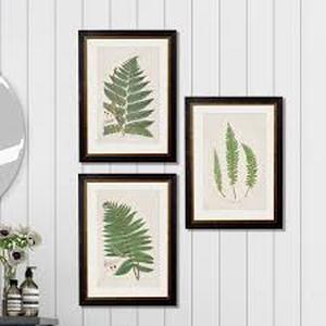 lot 19714 image: Framed Botanical Fern & Astragalus Print Set 22x18 (one damaged)