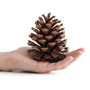 lot 1409 image: 25 Pcs Large Natural Pine Cones for Crafts, 3 to 4 Tall Pine Cones Craft for Christmas, Table, Home Decor, Vase Fillers, Desk & Christmas Trees, Unscented Pinecones Crafts Ornament for Decorating