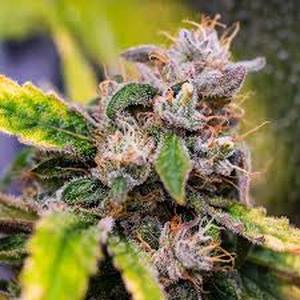 lot 3837 image: Cannabis Plant Photography Print