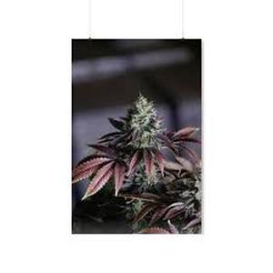 lot 3838 image: Cannabis Plant Photography Art Print