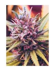 lot 3839 image: Cannabis Plant Close-up Photography Print