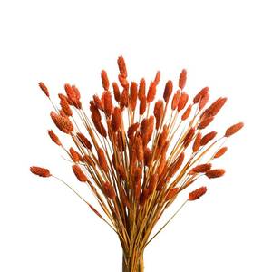 lot 10433 image: 120Pcs Orange Pampas Grass Bunny Tails Dried Flowers, 17 Dried Fall Flowers Pampas Grass Bunny Tails Bulk Decor Orange Dried Flowers Bouquet Flower Arrangements for Fall Home Decor Wedding