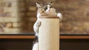 lot 19067 image: Cat scratcher