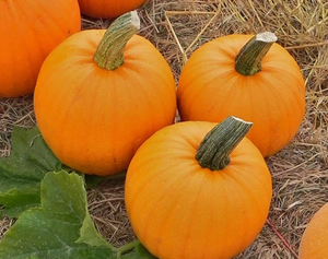 lot 42748 image: Bundled pkg of 3 decorative pumpkins.
